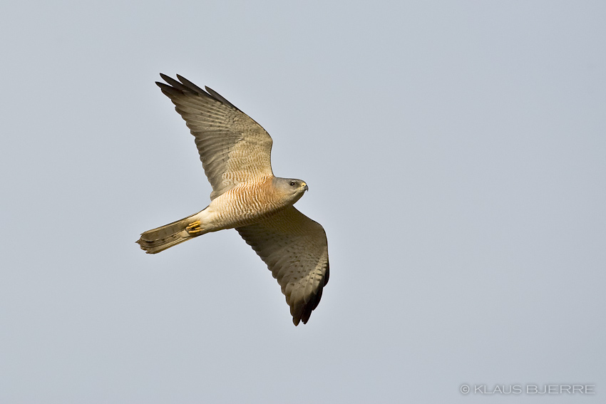 Levant Sparrowhawk_KBJ5461.jpg - Levant Sparrowhawk male  - Kibbutz Elot